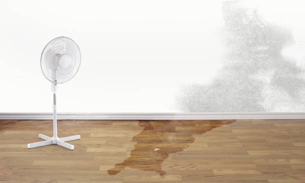 Best Local water damage restoration  in Bayonet Point, FL